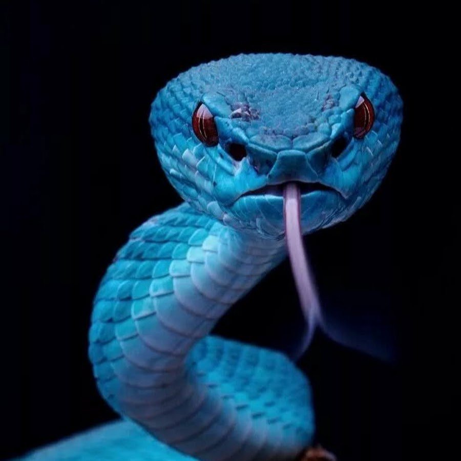 Голубая куфия змея