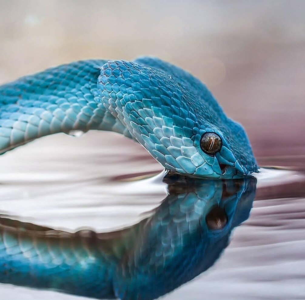 Blue Pit Viper