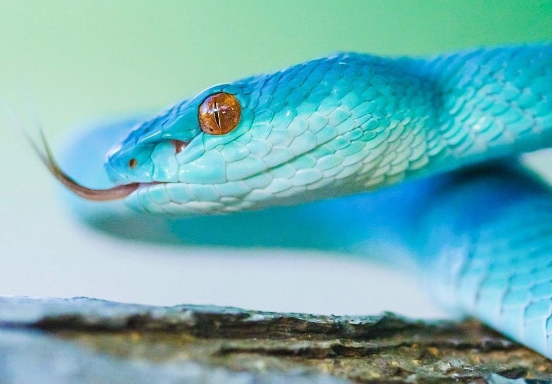 Голубая куфия гадюка