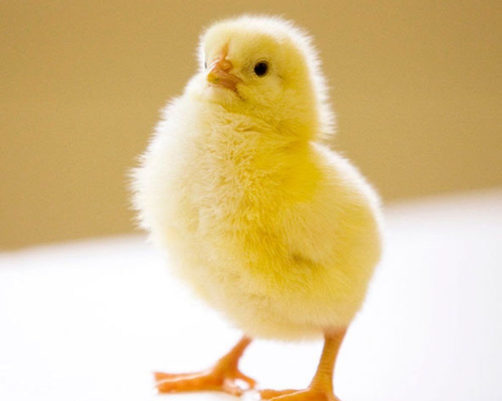 Бройлер Кобб 500