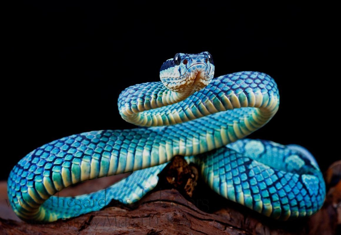 Белогубая куфия Trimeresurus insularis