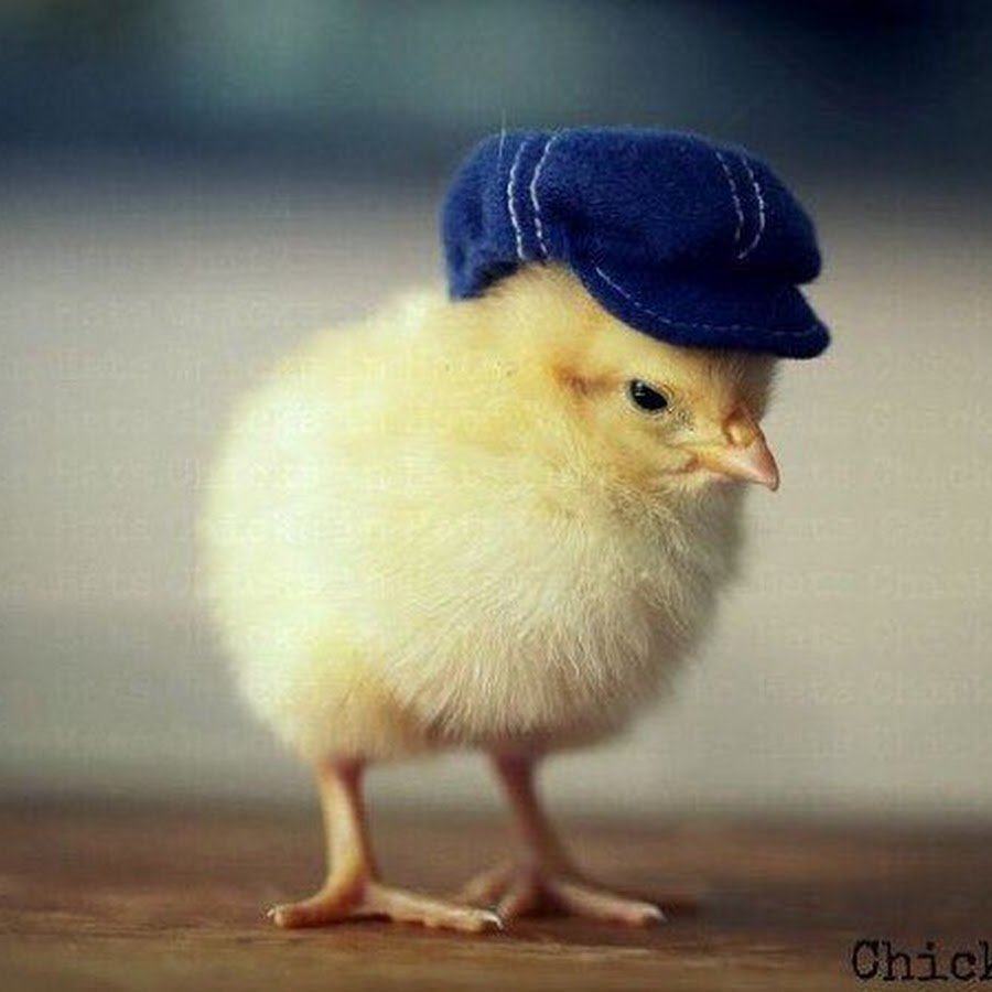 Цыпленок Майк Колорадо