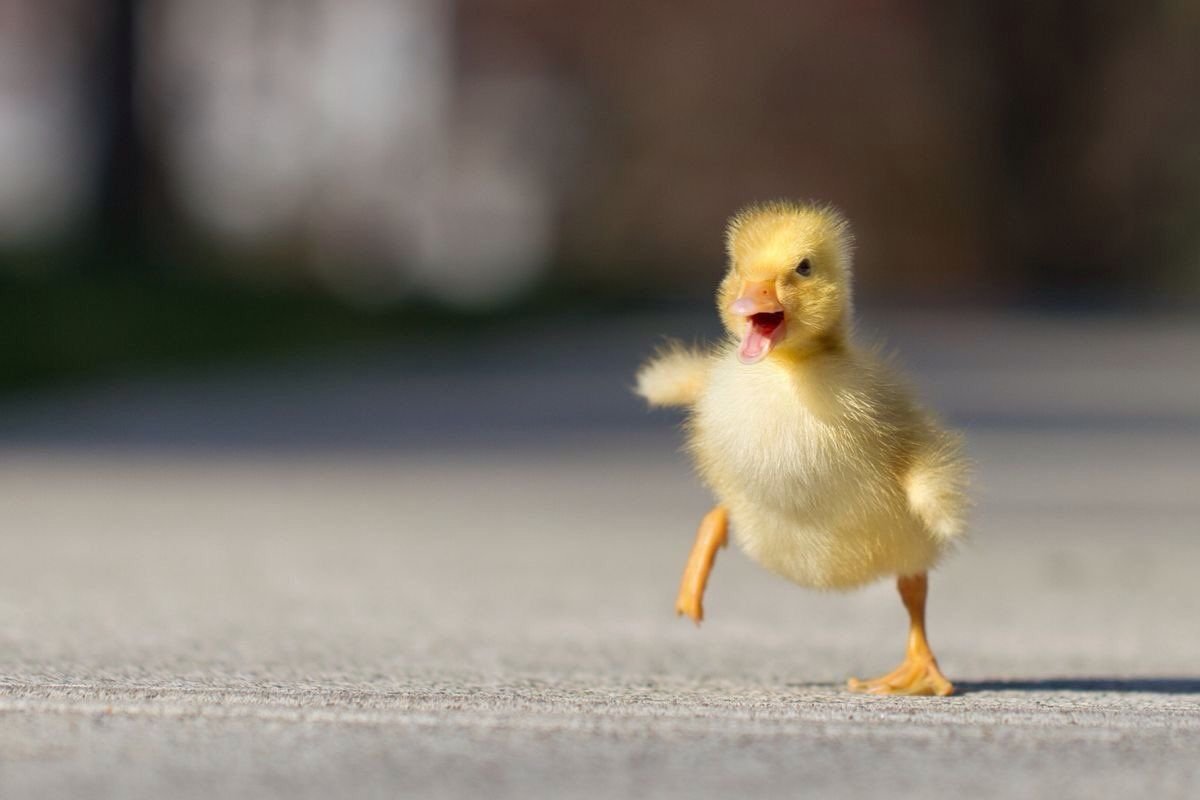 Милые уточки