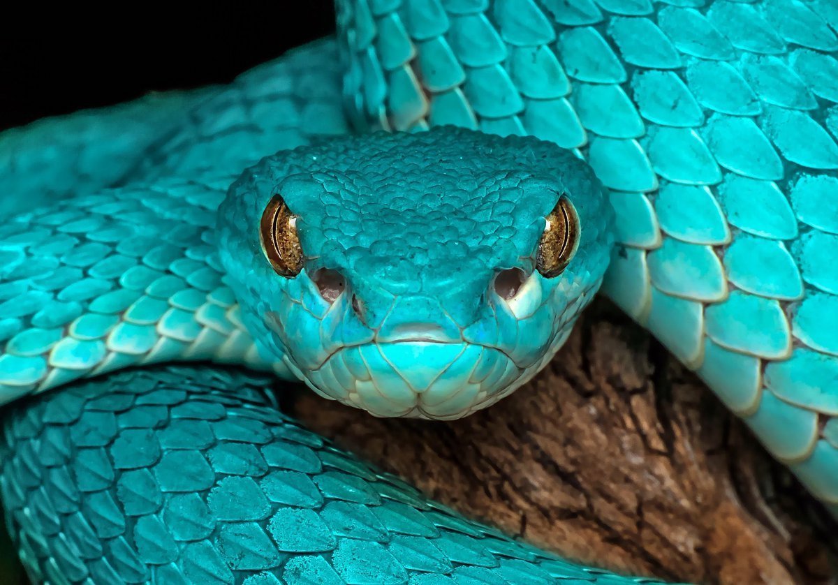 Голубая куфия гадюка