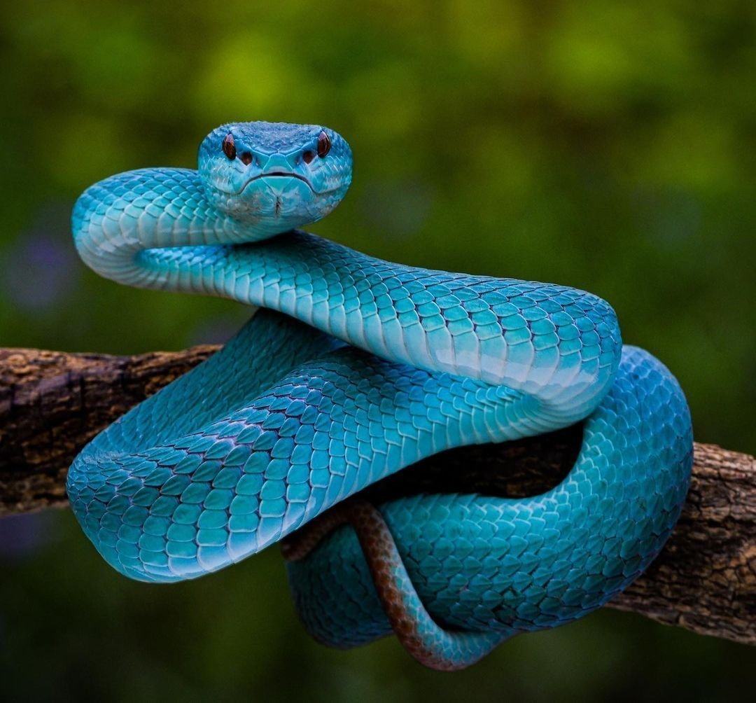 Голубой тонкохвостый полоз