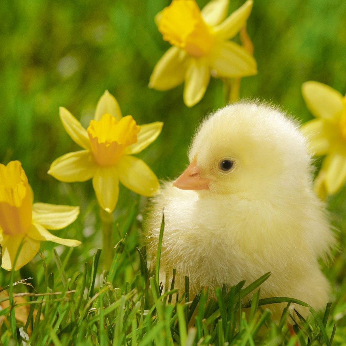 Красивые цыплята