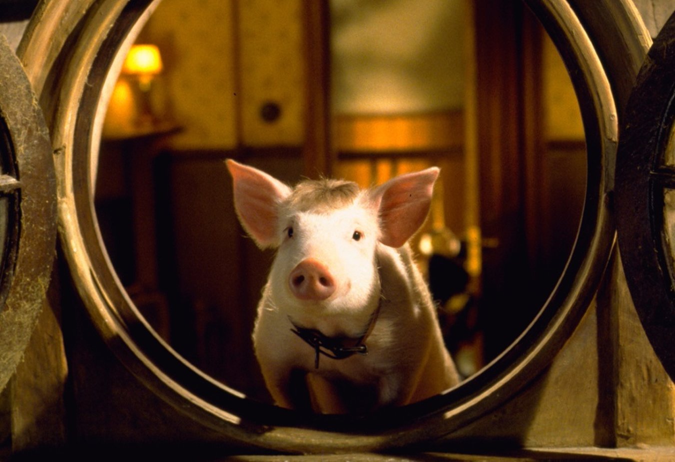 Клип свинья. Бэйб поросенок в городе 1998. Свинья в зеркале. Зеркало Свинка.