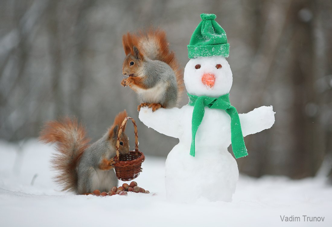 Белка новый год