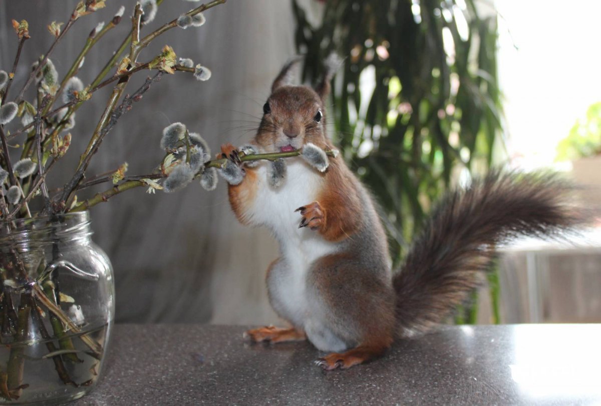 Верба и животные