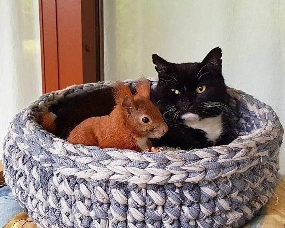 Белка и кот