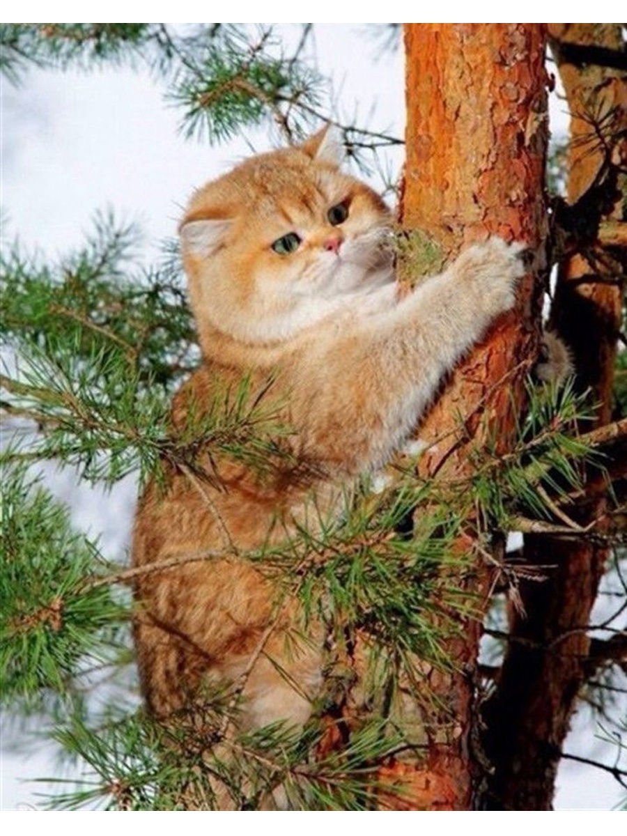 Котик на дереве