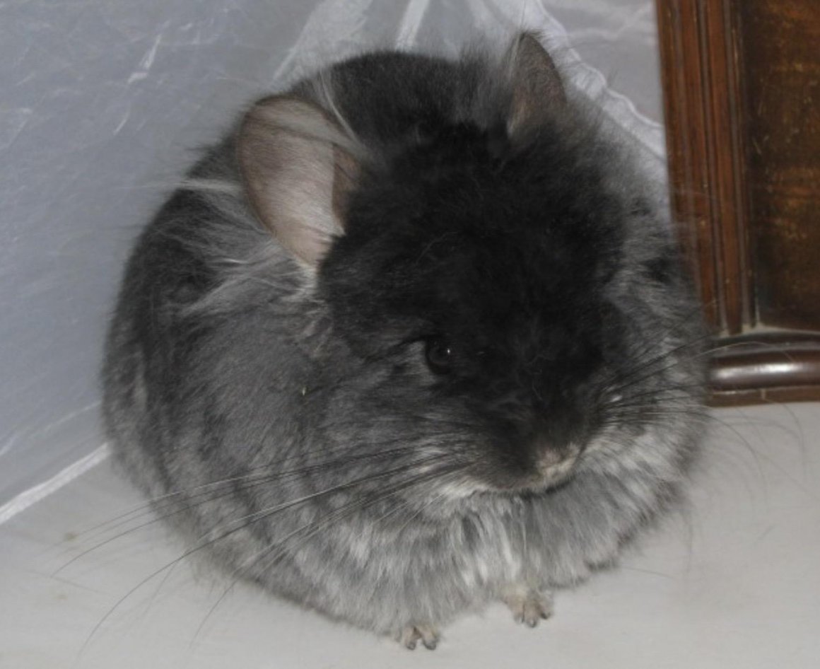 Шиншилла черный бархат ангора