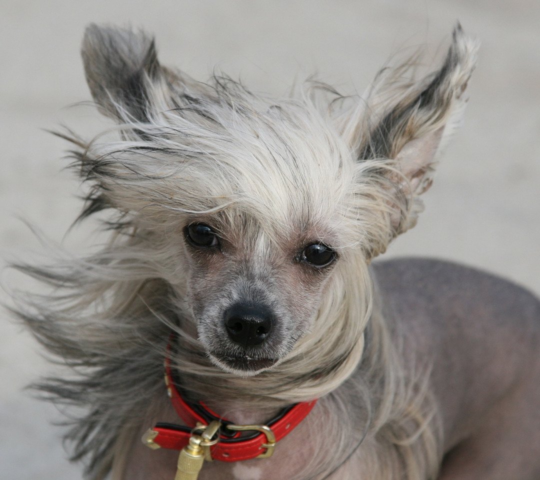 Порода собак московский дракон