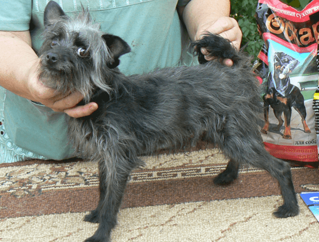 Собака дракон порода