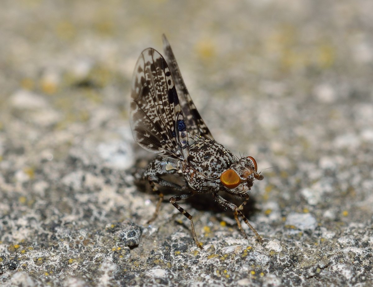 Насекомые Татарстана