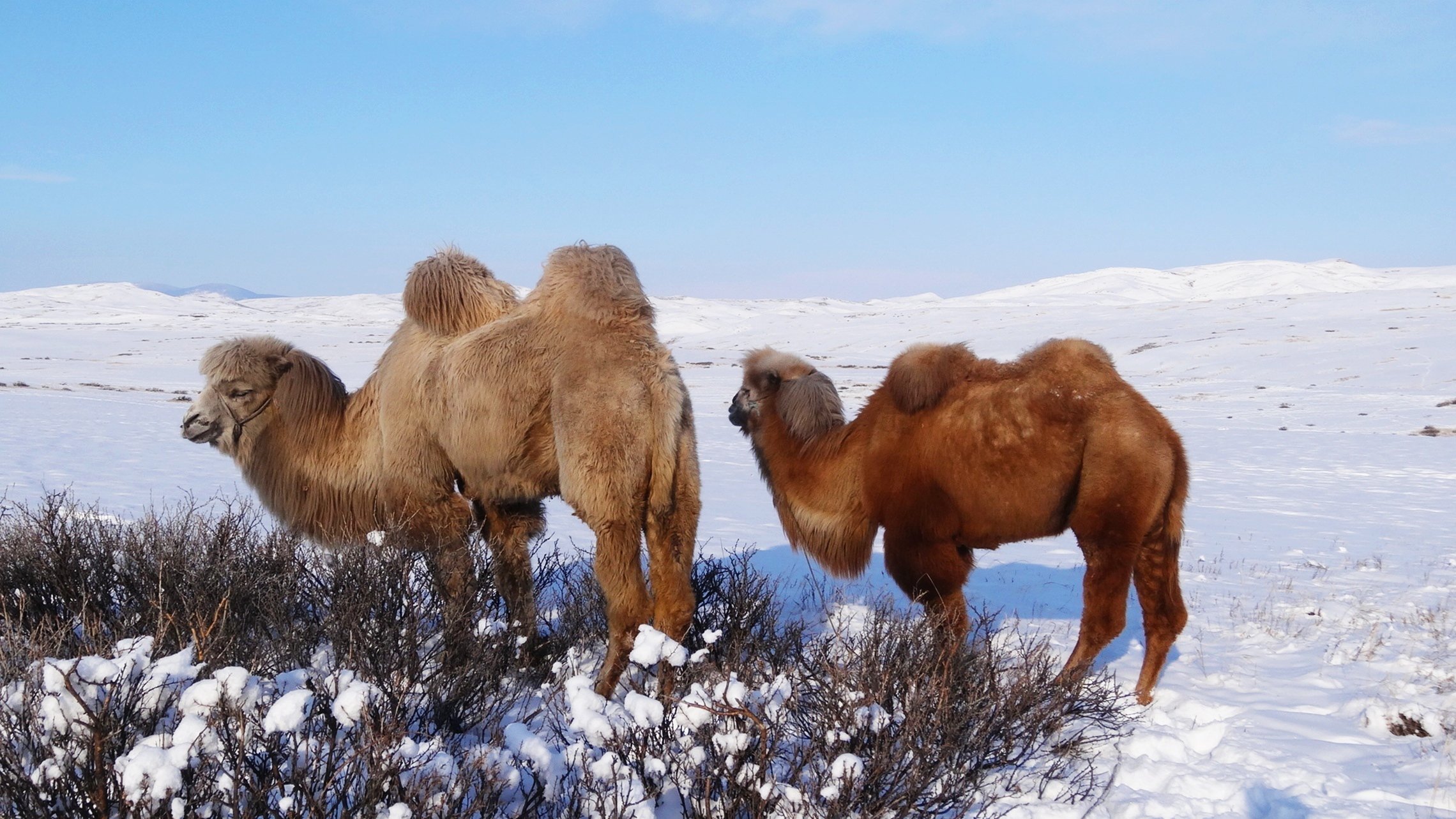 Верблюд в тундре. Верблюдоводство в Республике Тыва. Верблюд двугорбый монгольский. Бактриан - двугорбый монгольский верблюд Монголия. Убсунурская котловина верблюд.