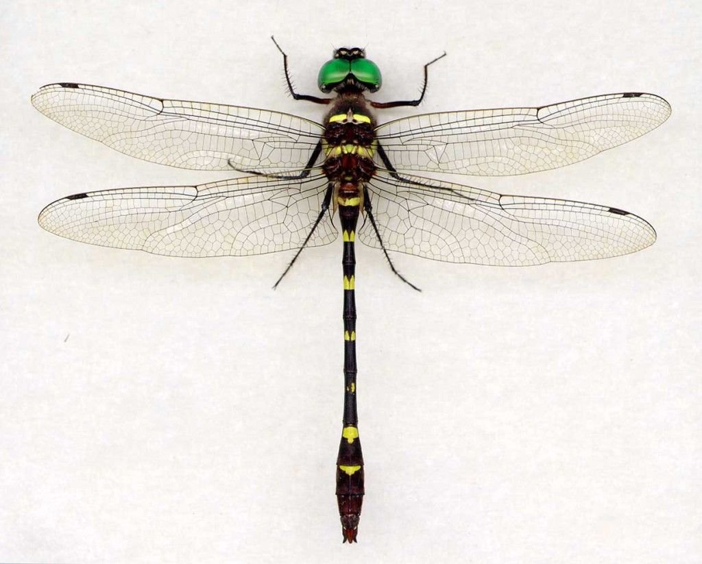 Coryphaeschna Adnexa