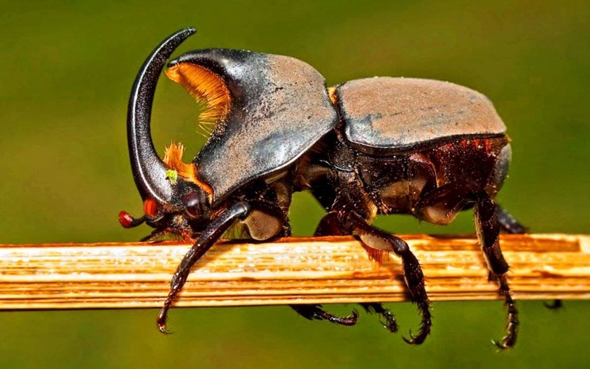 Жесткокрылые Жук носорог