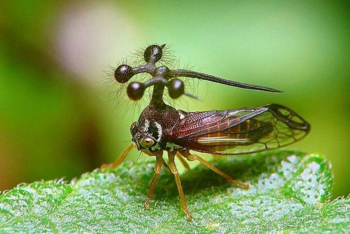 Насекомые Южной Америки