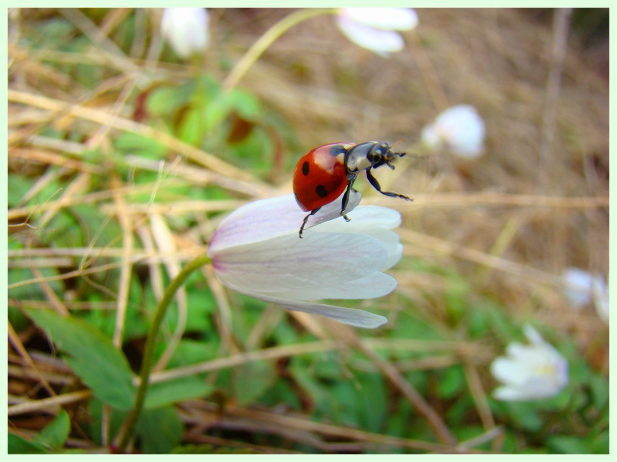 Насекомые весной