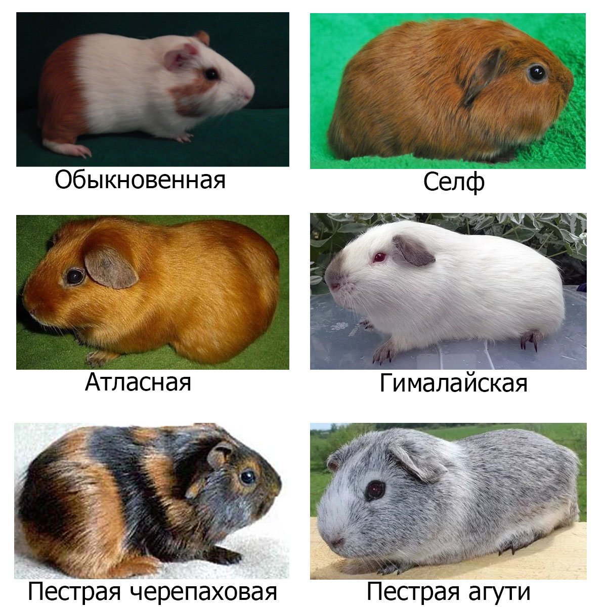 Морские свинки породы
