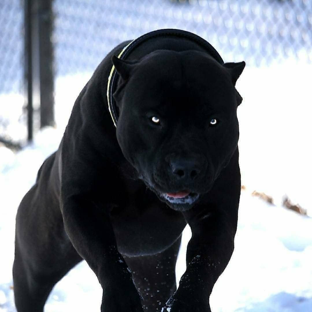 Стаффордширский терьер черн