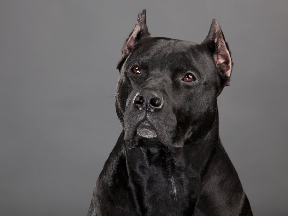 Стаффордширский терьер черн