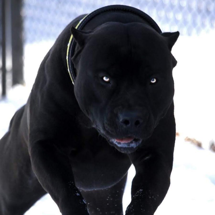 Глаза питбуля