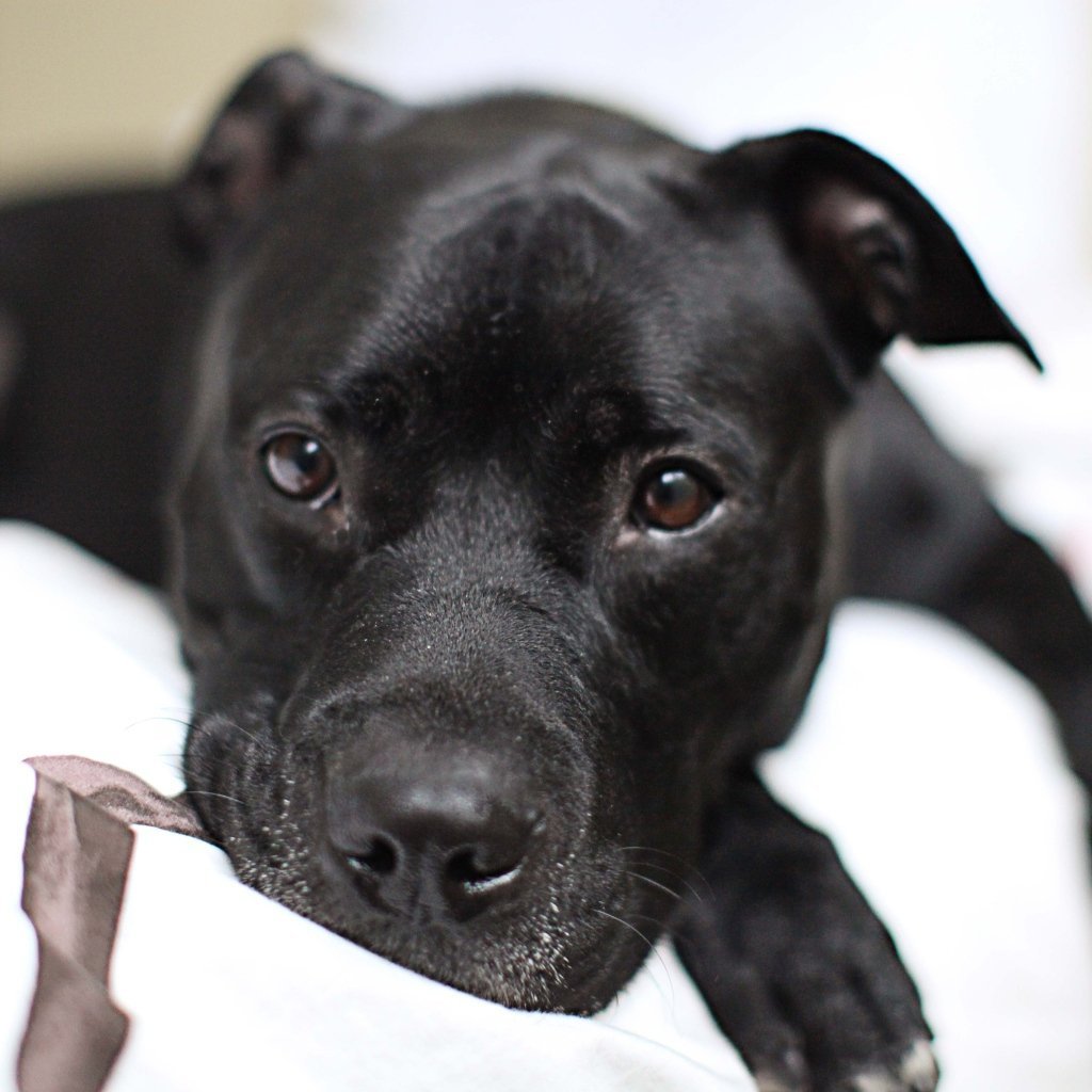 Американский питбультерьер черный