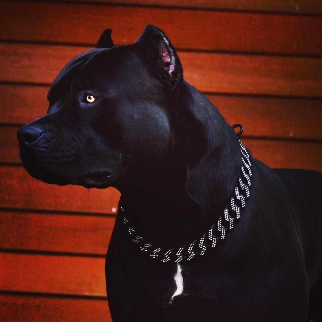 Американский питбультерьер черн