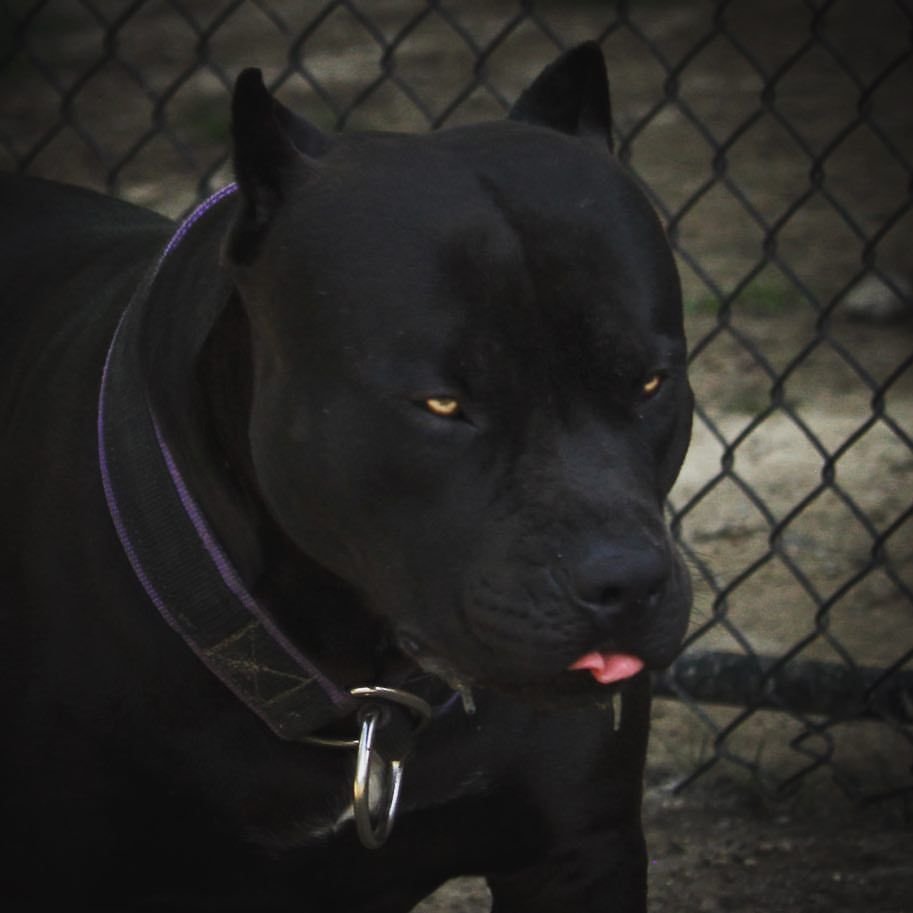 Американский питбуль черный