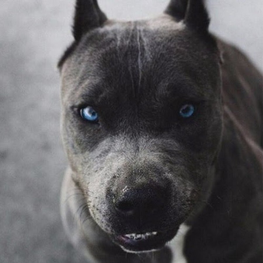 Стаффордширский терьер серый с голубыми