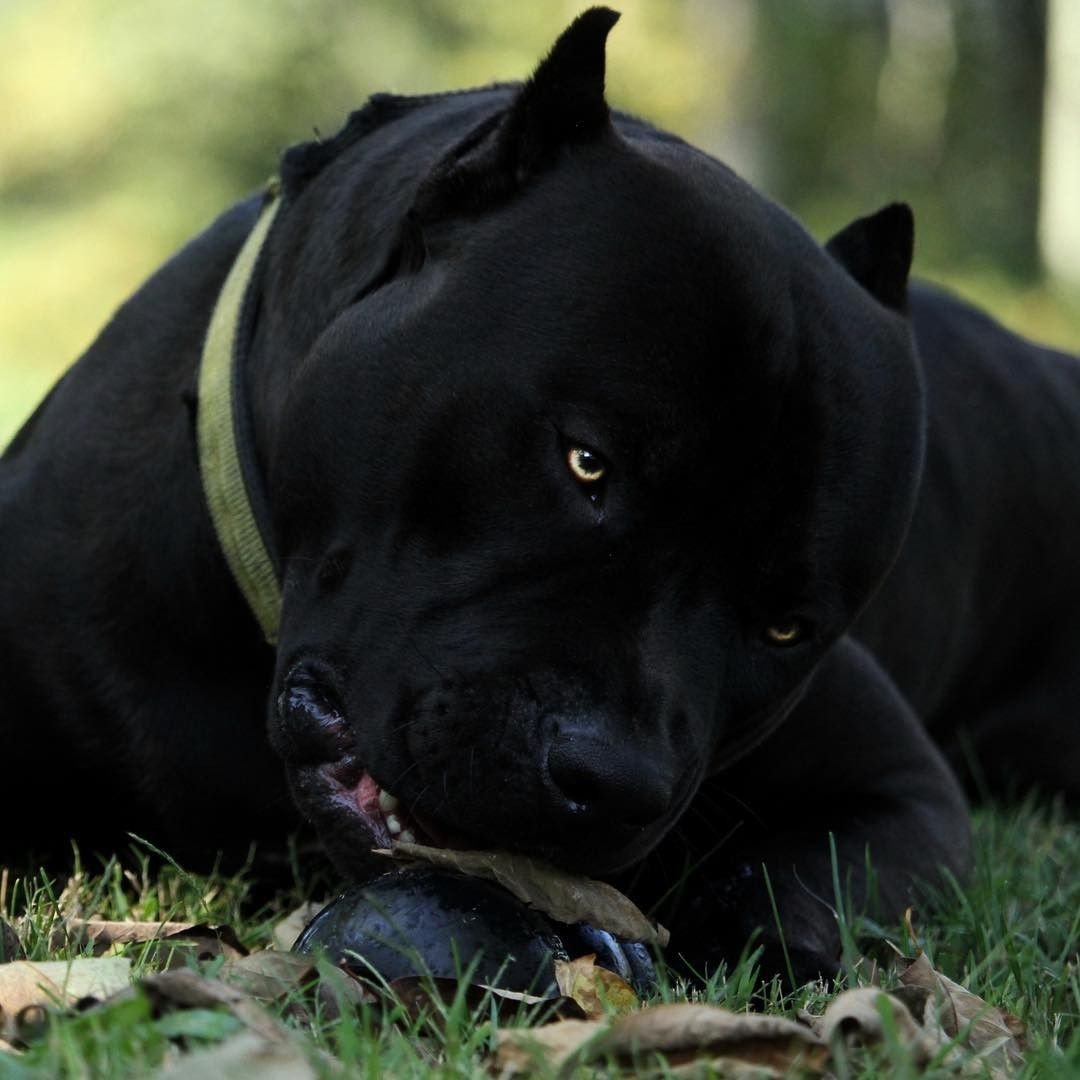 Американский стаффордширский терьер черный