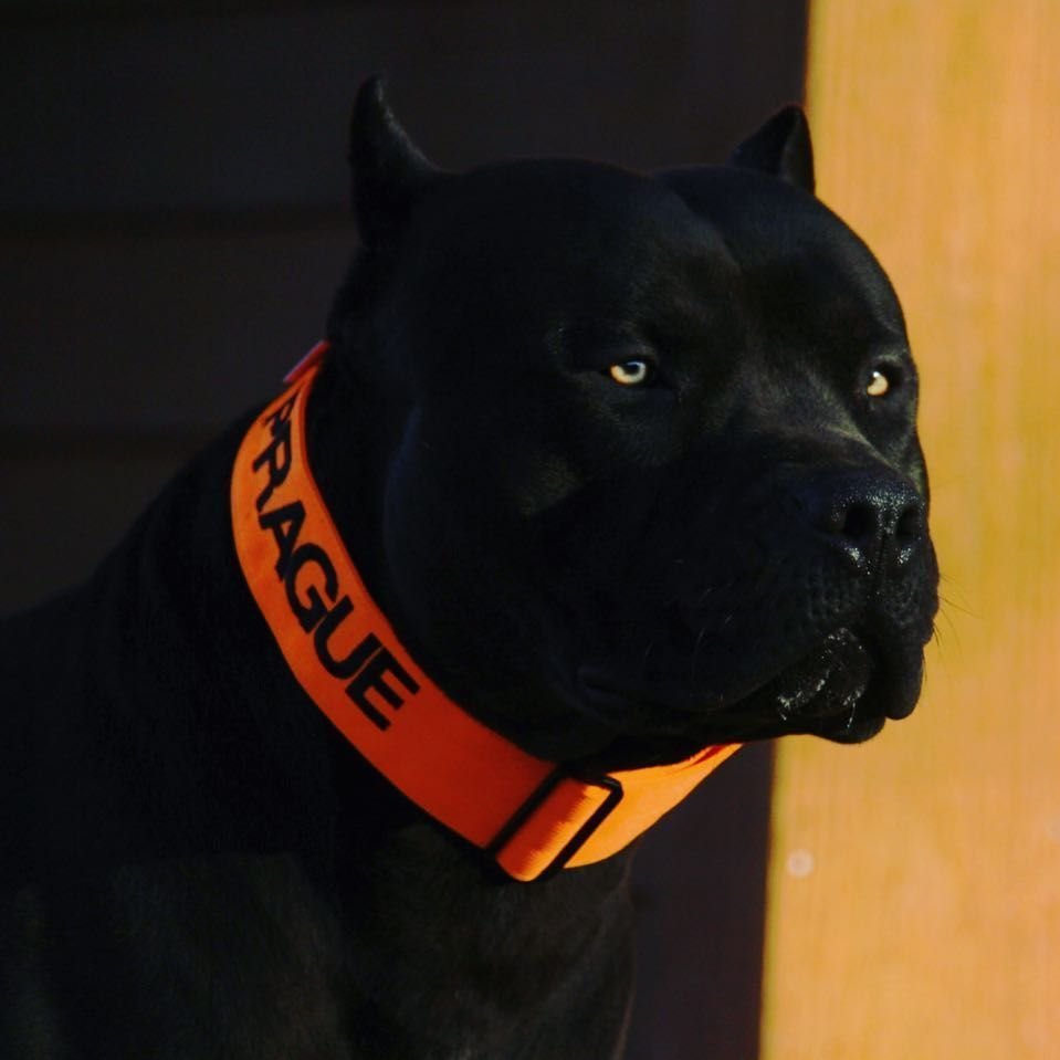 Питбуль черный бриллиант