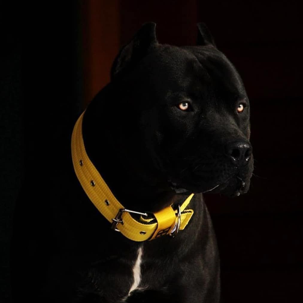 Питбуль vanta черный