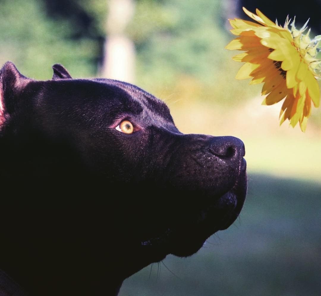 Чёрный питбуль с жёлтыми глазами