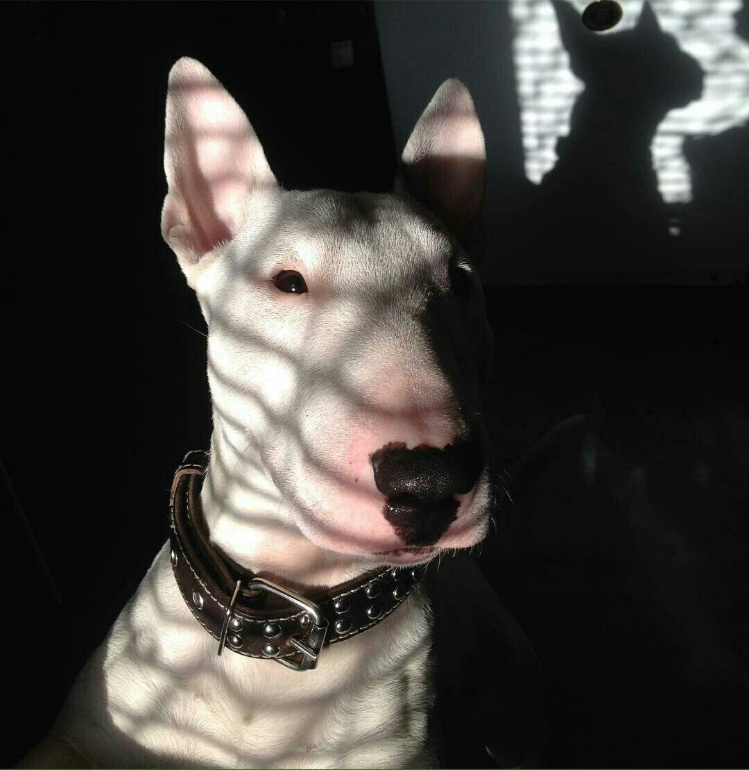 Доберман оффник