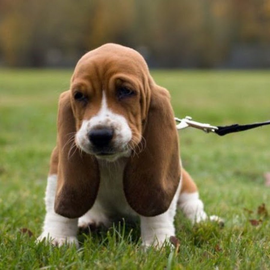 Порода Бассет хаунд