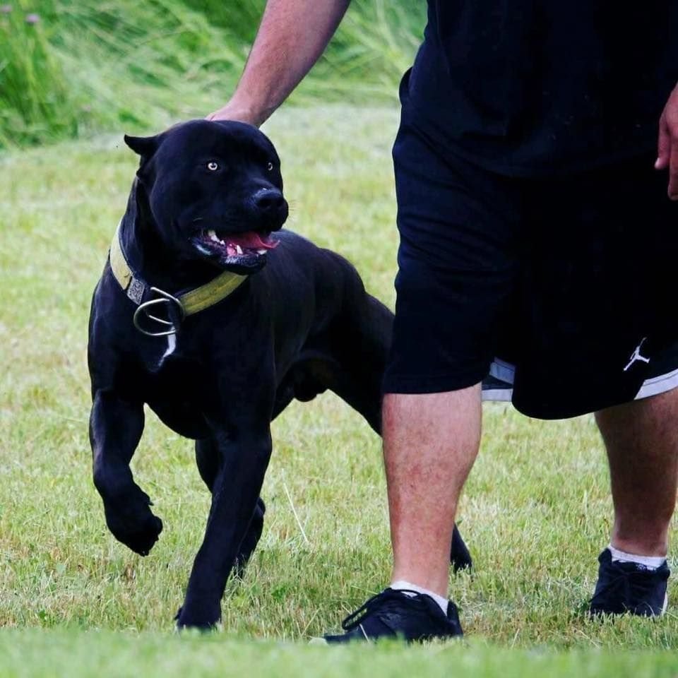 Американский булли черный