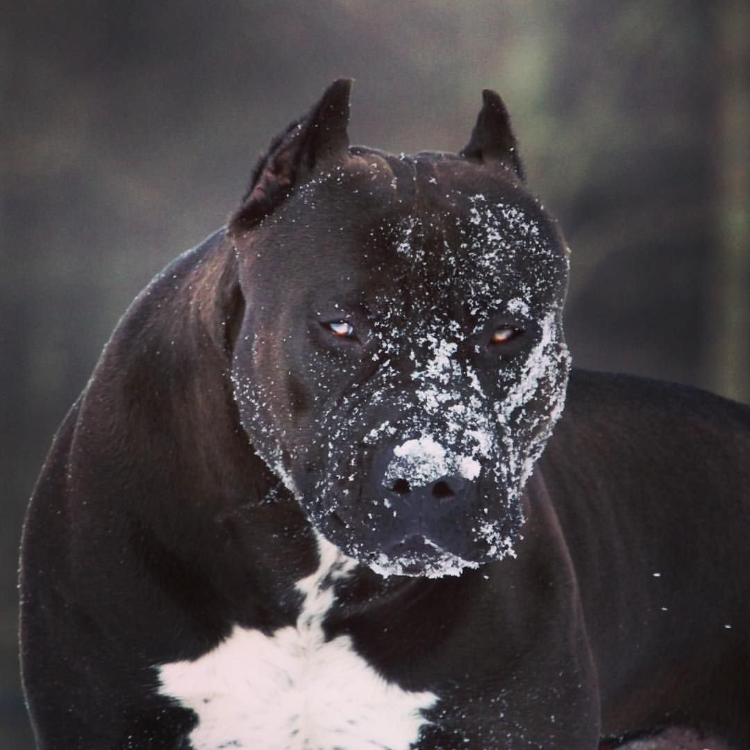 Стафф терьер черный