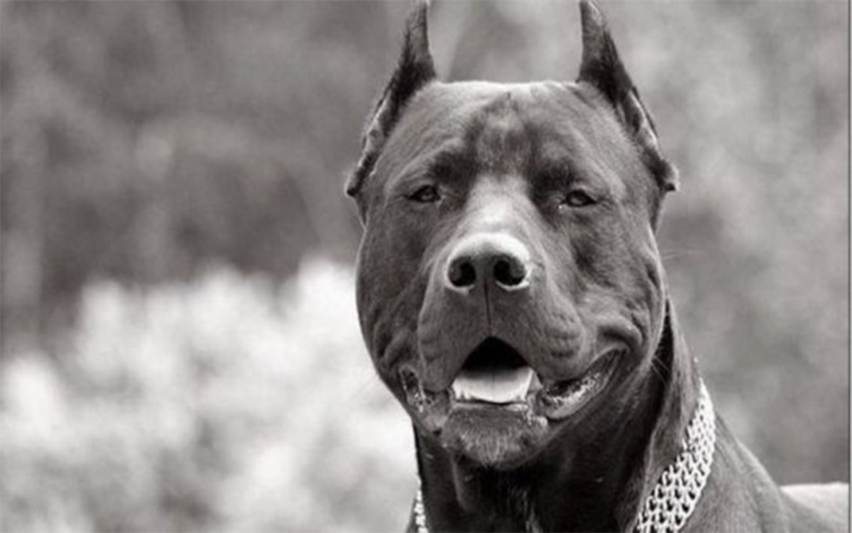 Американский стаффордширский терьер оскал