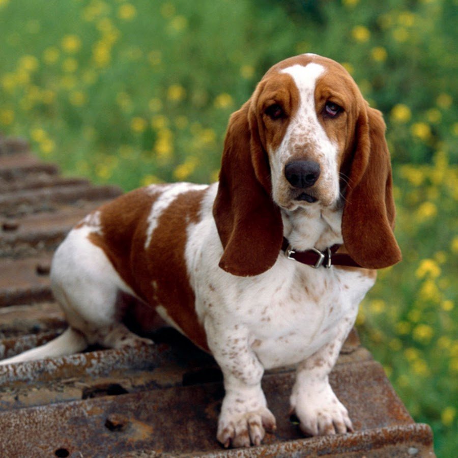 Порода Бассет