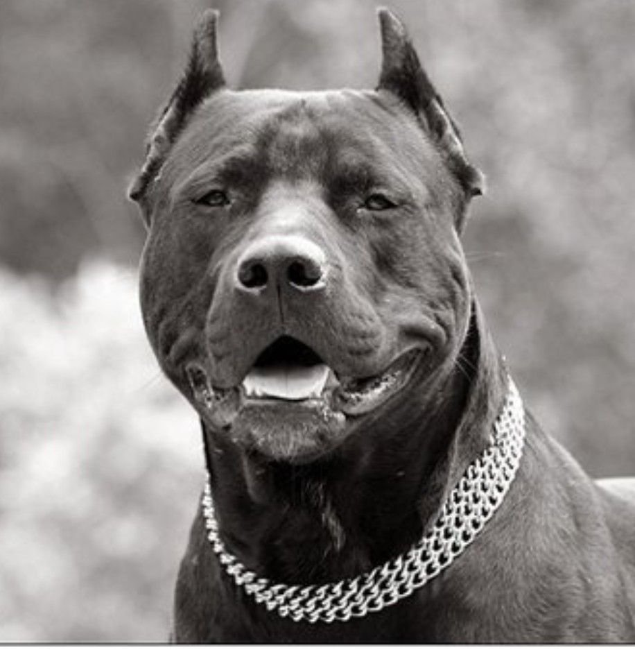 Стаффордширский терьер оскал