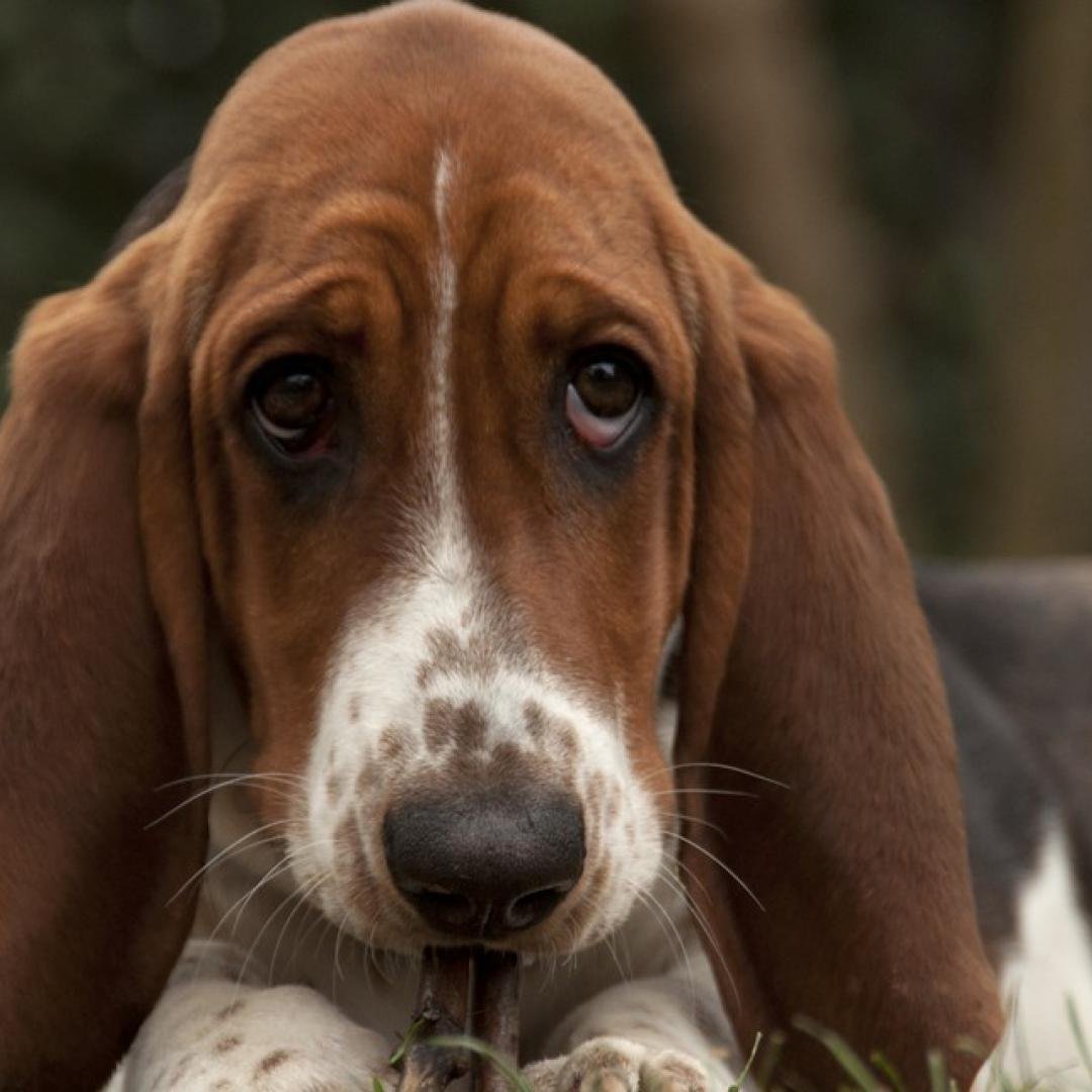 Порода Бассет хаунд
