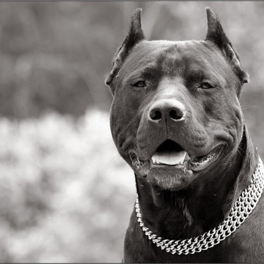 Американский питбультерьер оскал