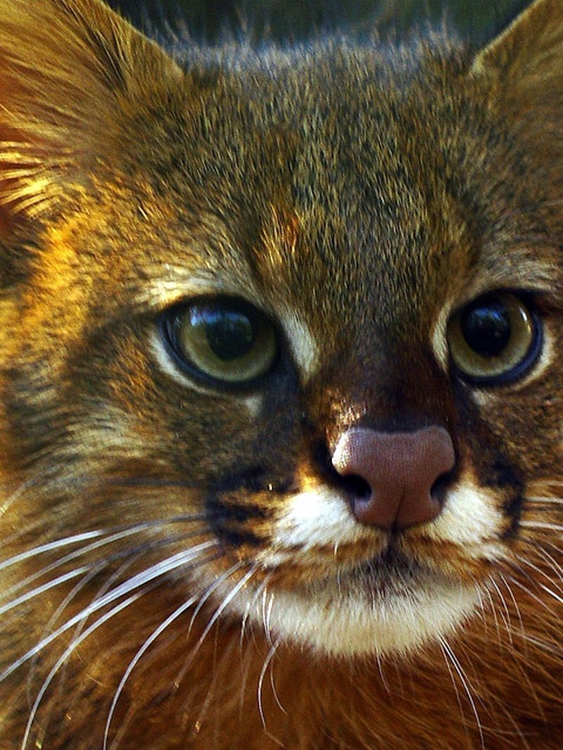 Пампасская кошка (leopardus Pajeros),