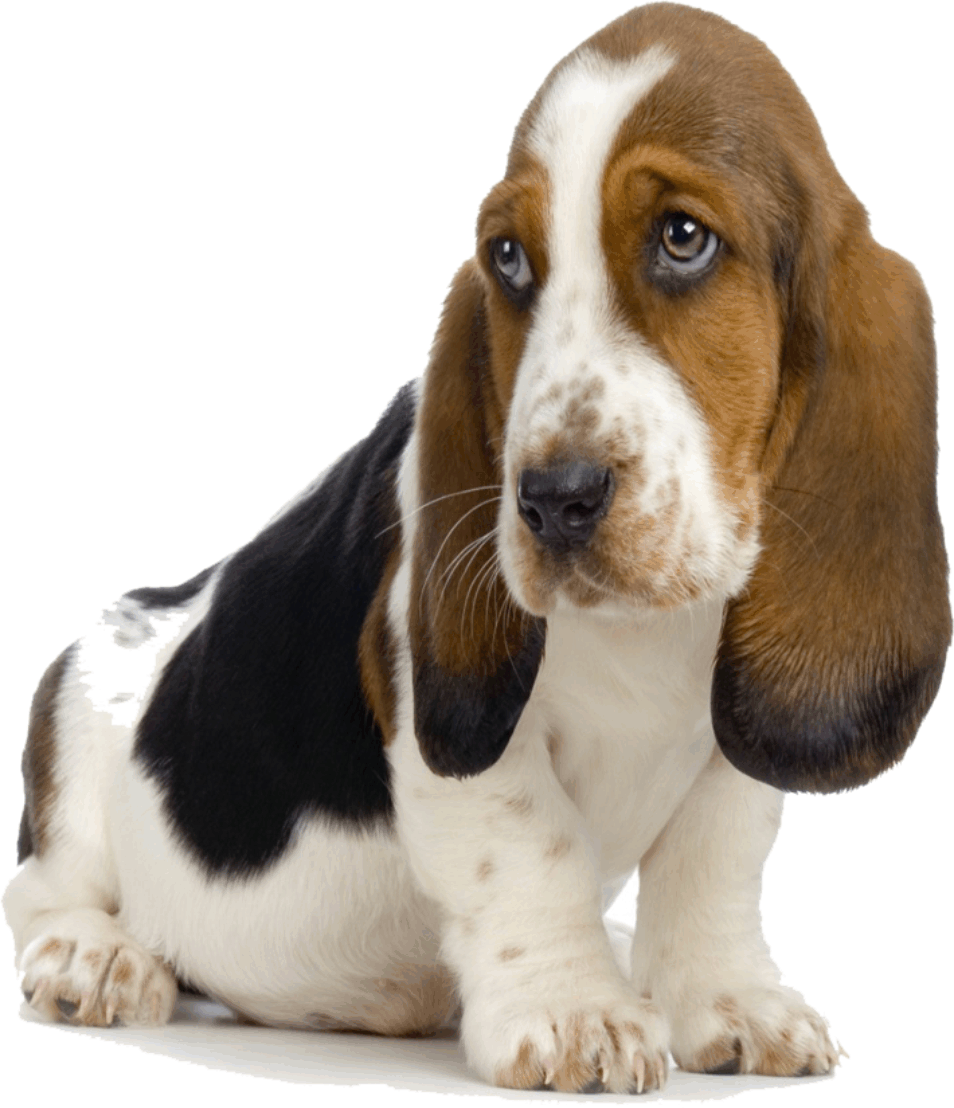 Английский кокер-спаниель