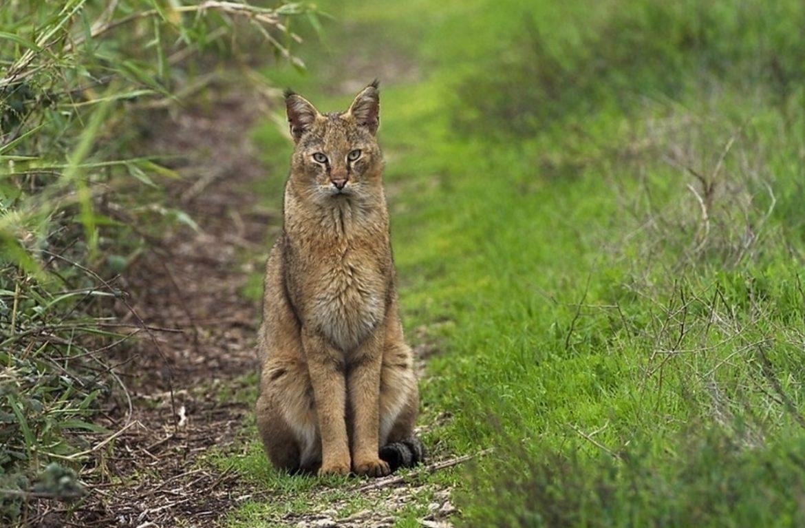 Камышовый кот Хаус