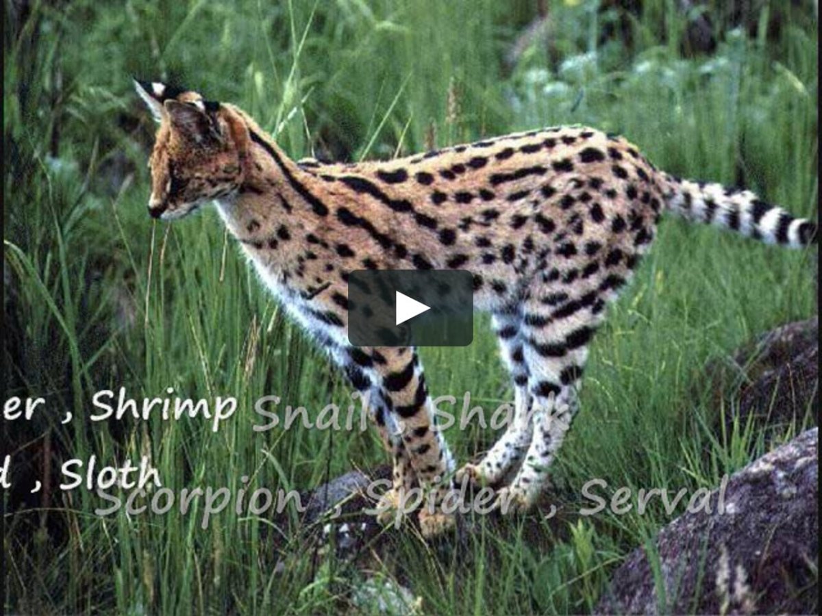 Сервал Ашера