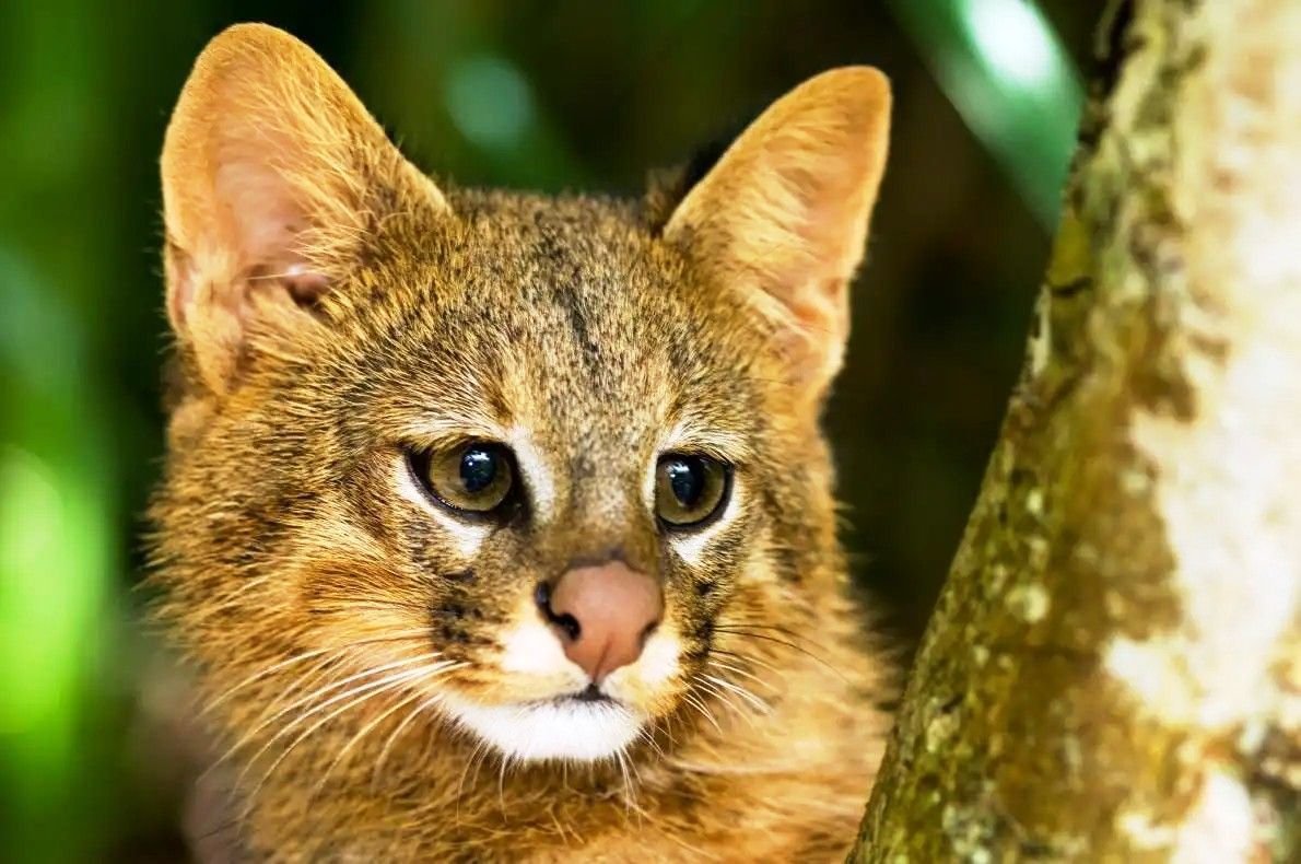 Пампасная кошка колоколо